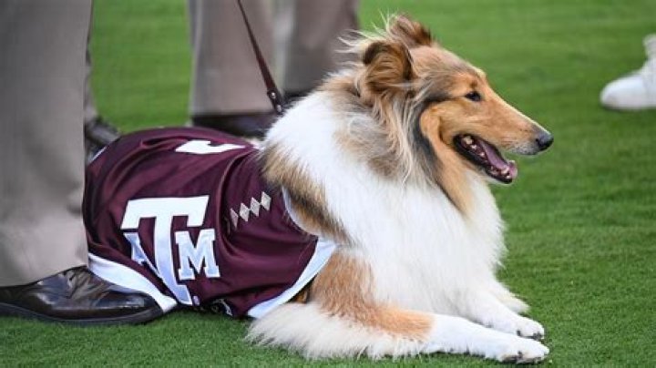 
Who Is Javonte Brown From A&M Aggies? 10 Quick Facts To Know About The A&M Aggies Forward 