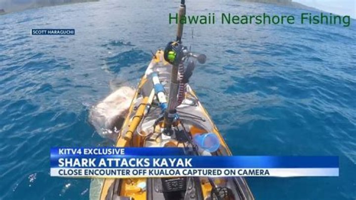 
Who is Scott Haraguchi? Shark attacks Hawaii fisherman near Kualoa shore in Honolulu 