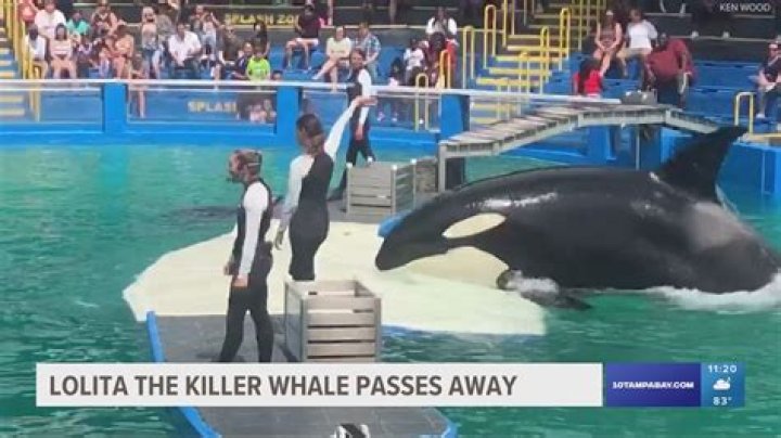 
Who was Lolita aka Toki? Miami Seaquarium killer whale dies after sudden illness 